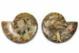 Cut & Polished, Agatized Ammonite Fossil - Madagascar #318099-1